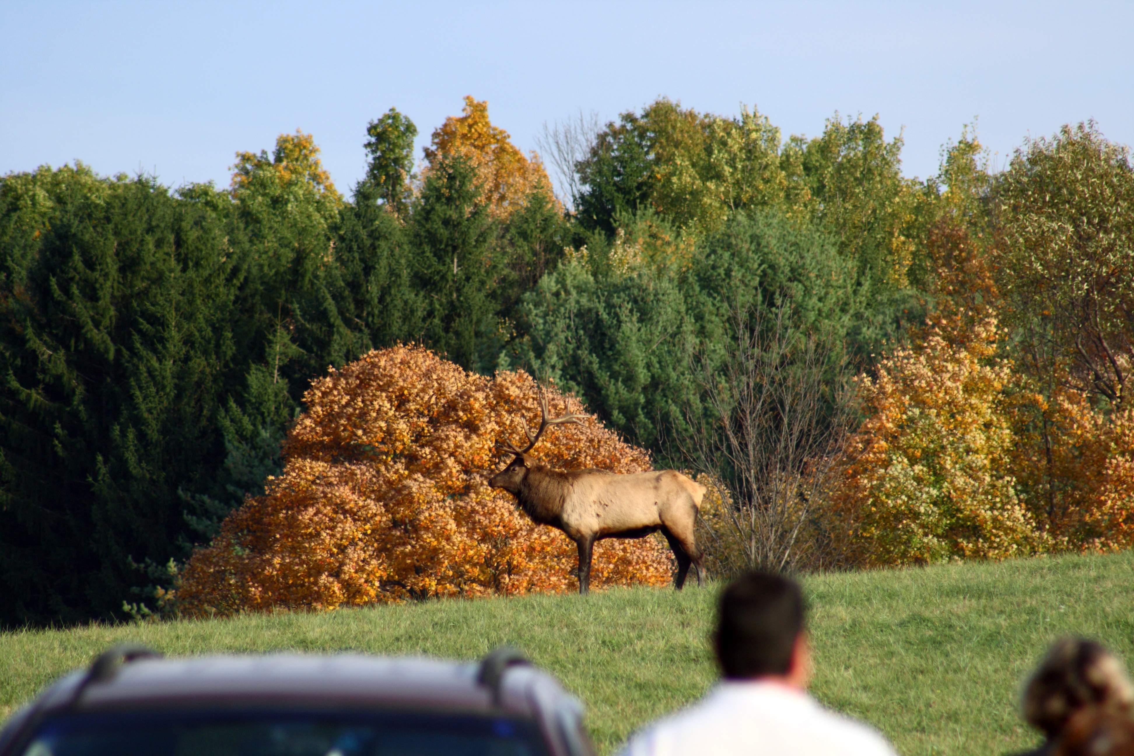 Elk Viewing Site (Elk County)(2)